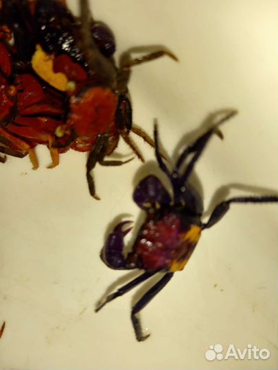 Крабики мини