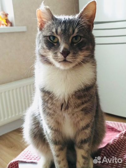 Отдам в добрые руки