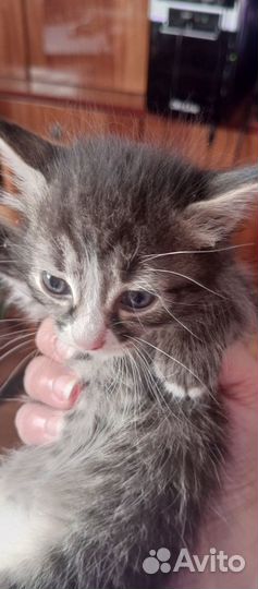 Котенок мальчик в добрые руки