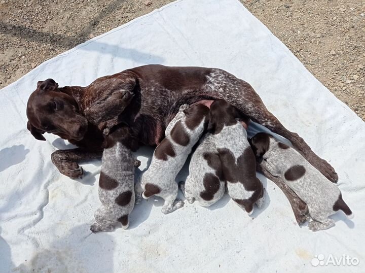 Щенки курцхаара