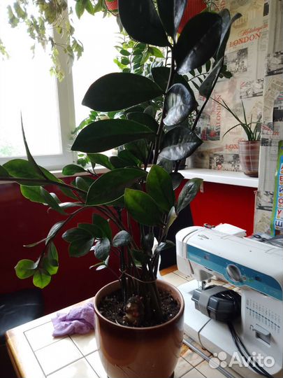 Комнатные цветы