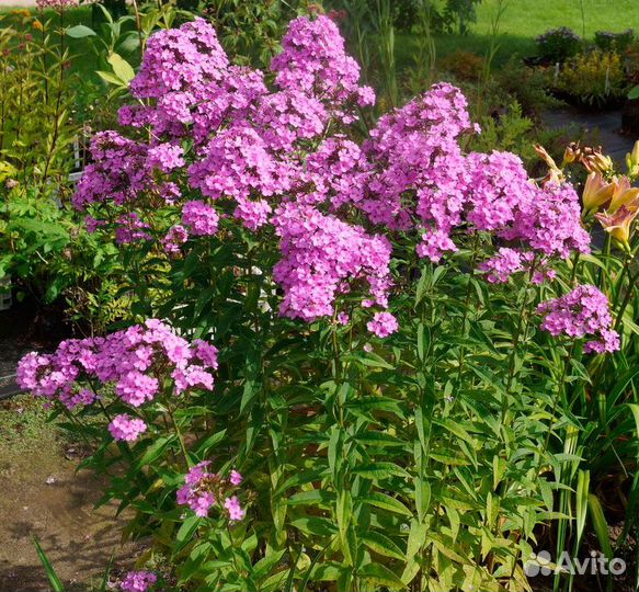 Набор трав для изготовления свечей