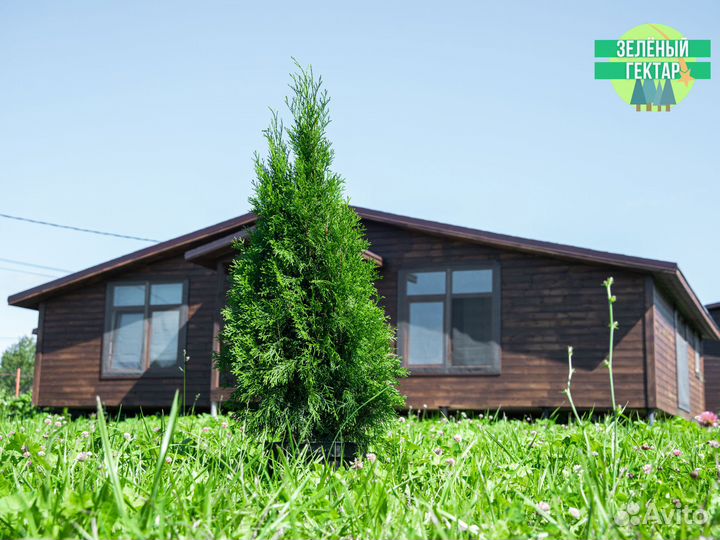 Туя смарагд 100 см свежая копка 2023