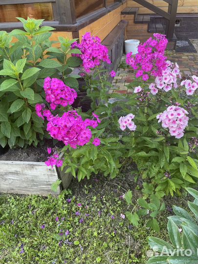 Многолетние цветы для сада