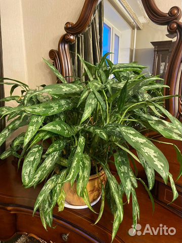 Большое растение в горшке купить в Москве | Товары для дома и дачи | Авито