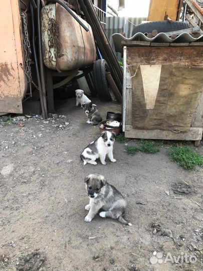 Собаки бесплатно