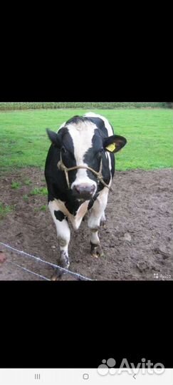 Быки и Тёлки