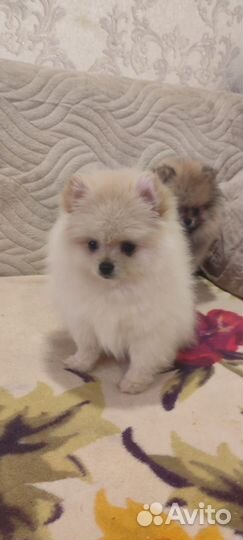 Счастье ищет себе дом