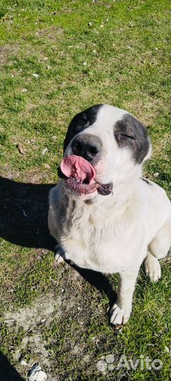 Собака алабай бесплатно