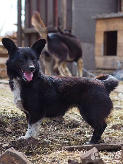 Маленькая собака в добрые руки