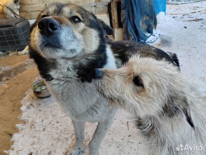 Щенок лайки помесь