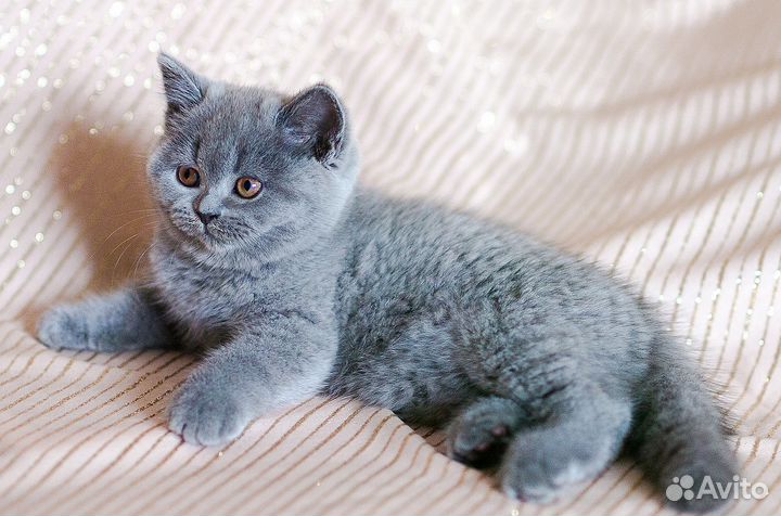 Породистая британская кошечка Ави 1,5 мес