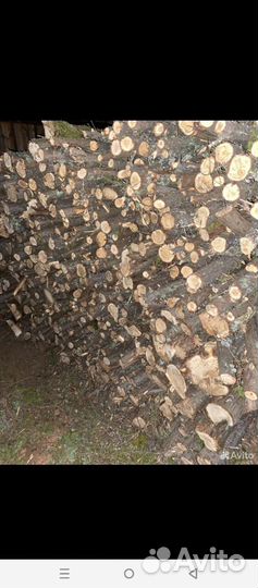 Стволы мажевельник