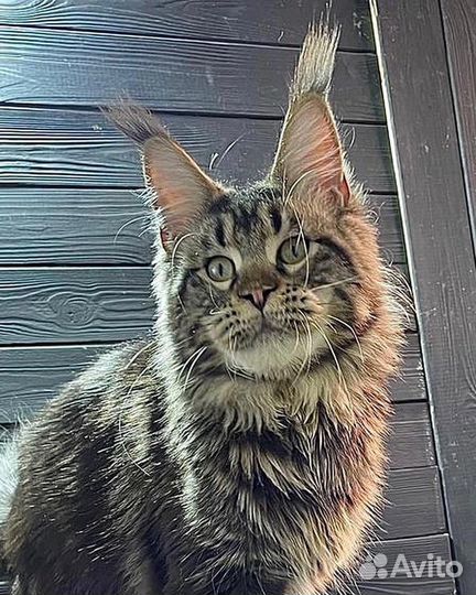 Кошки мейн-кун