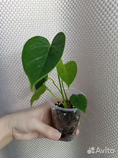 Антуриумы Семпре, Джейд, Оранж