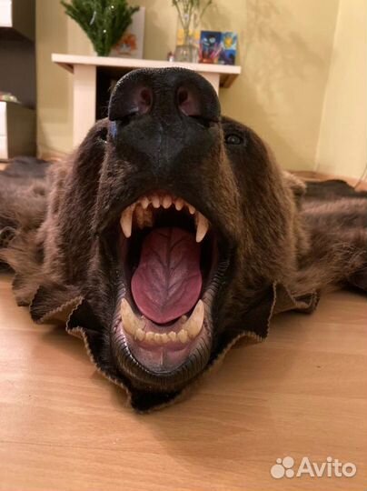 Медвежья шкура (Имитация )