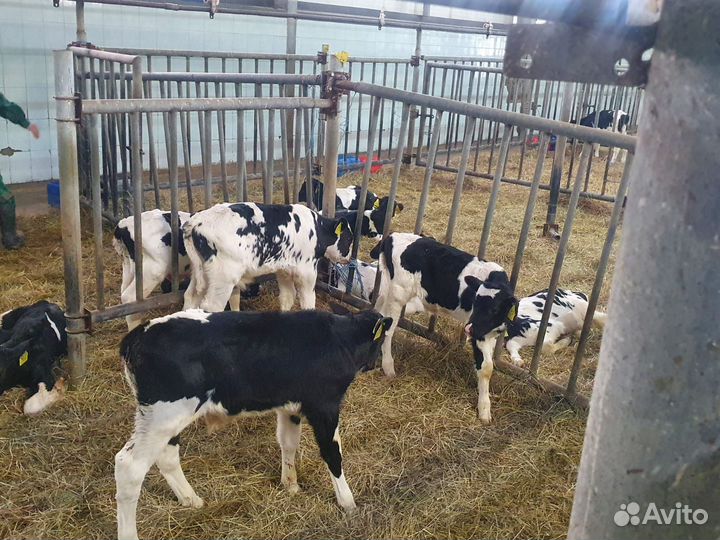 Бычки мясного направление Бесплатная доставка