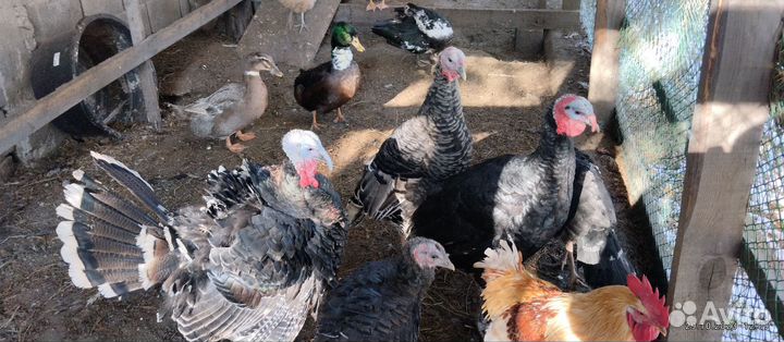 Индюки и петух молодые крупные