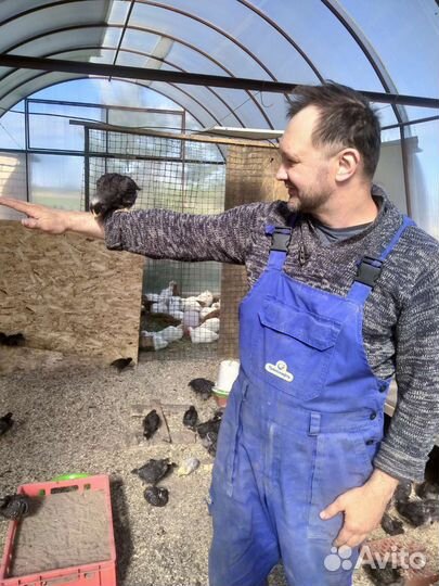 Мясо кур, бройлеров