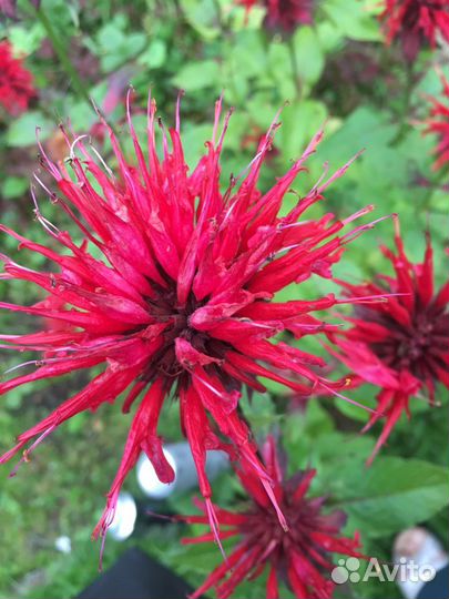 Монарда/эхинацея взрослый корень- быстро обрастает