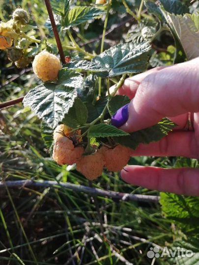 Саженцы малины