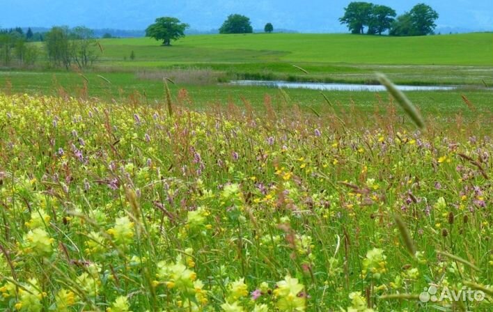 Мед Алтайский оптом