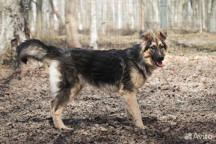 Щенок 7 месяцев