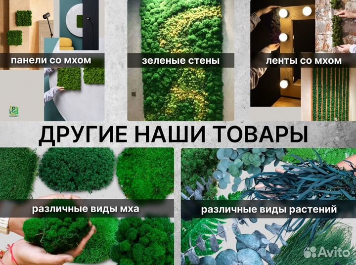 Стабилизированные растения Эвкалипт Круглый натура