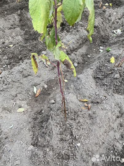 Саженцы малины