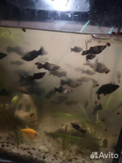 Черная молинезия