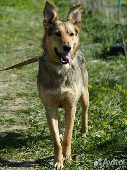 Молоденькая Джуди ищет свою семью, 2г