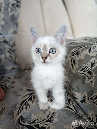 Котёнок мальчик в добрые руки