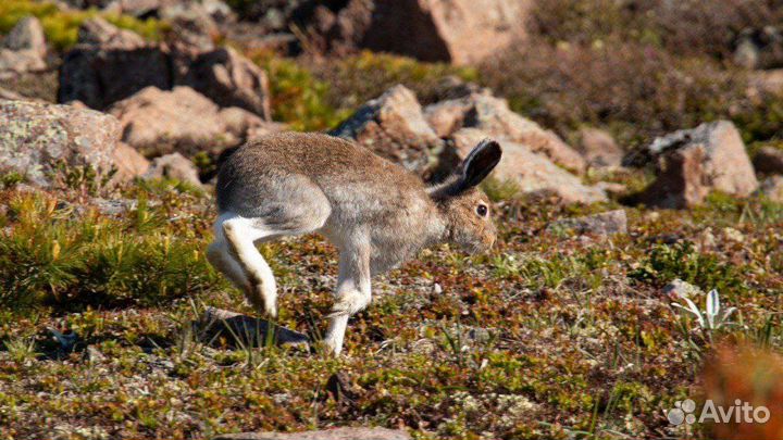 Фотограф и видеограф