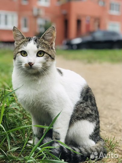 Кот в добрые руки