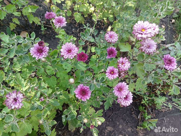 Хризантема