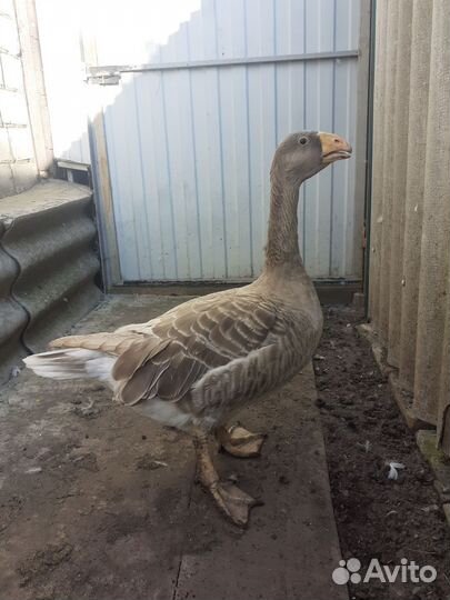 Холмогорские гуси. Тульские гуси