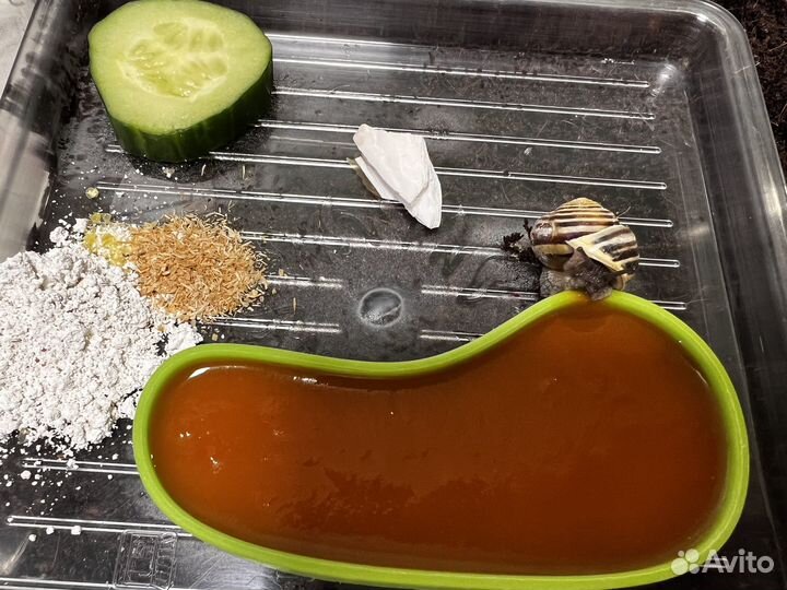 Ахатина ретикулята