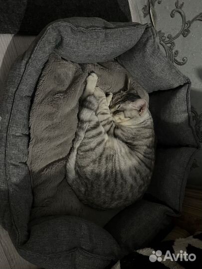 Британский кот,вязка