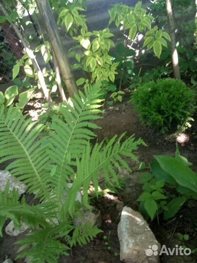 Папоротник