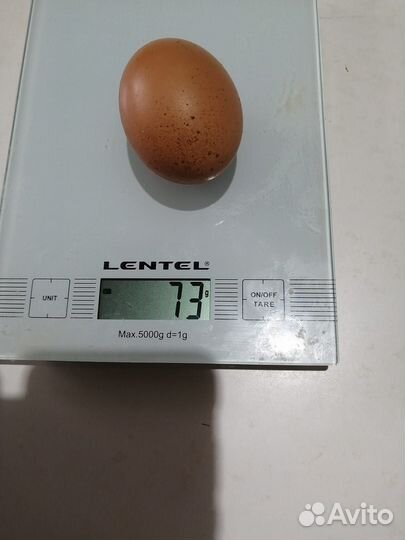 Куры несушки продам