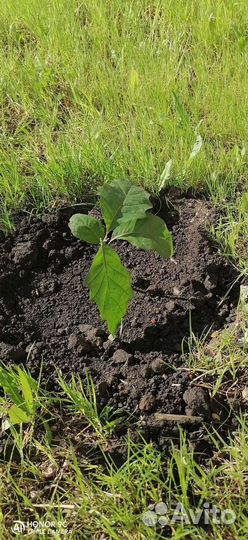 Дуб красный