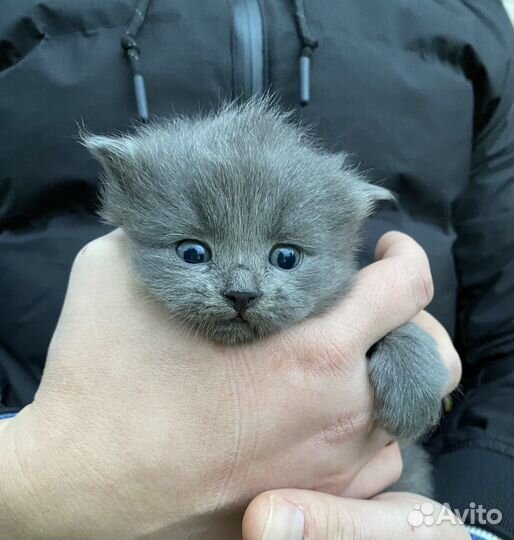 Кошки в добрые руки