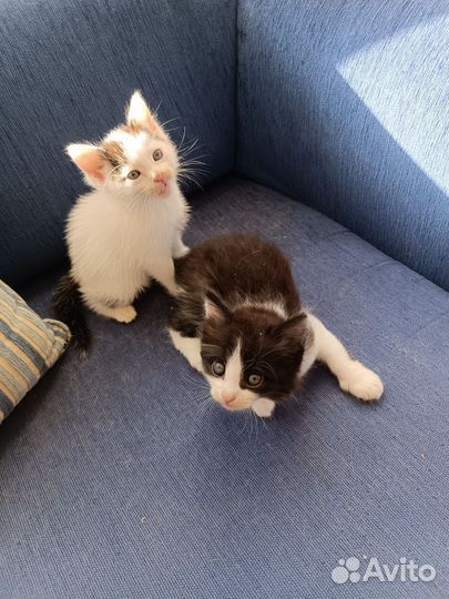 Котятки в добрые руки