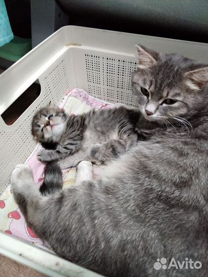 Отдам в добрые руки, котенка