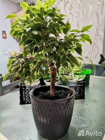 Фикус Бенджамина плетеный Golden King