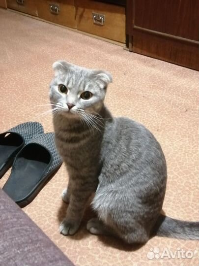 Шотландская вислоухая кошка