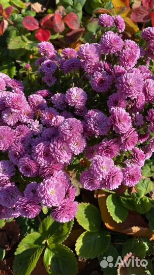 Хризантемы мультифлора шаровидная