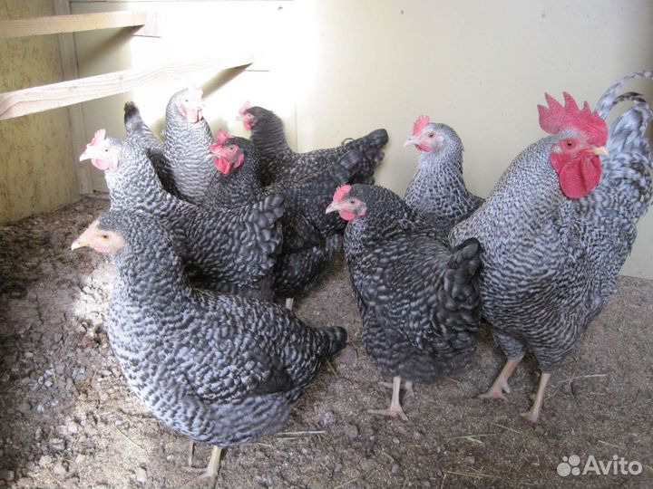 Супер несушки