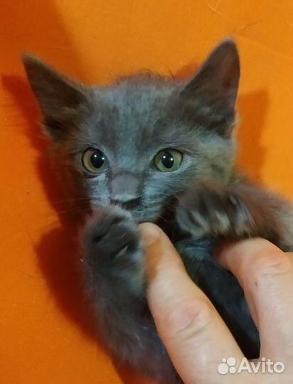 Котенок