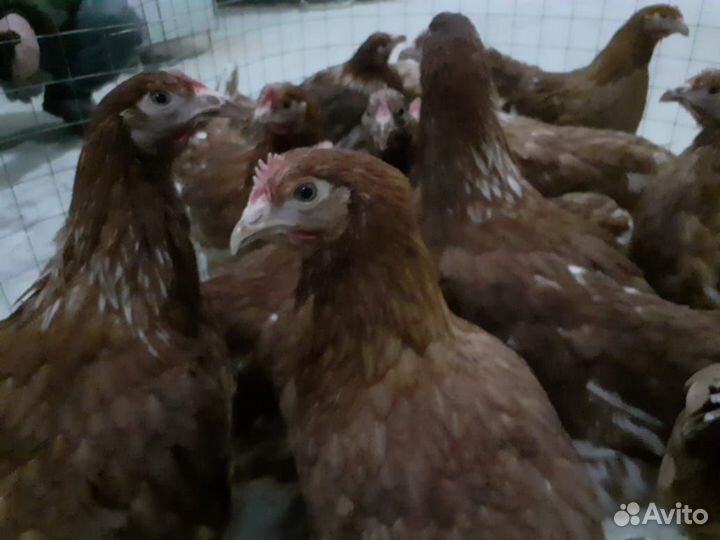 Курочки молодочки 4,5 месяца